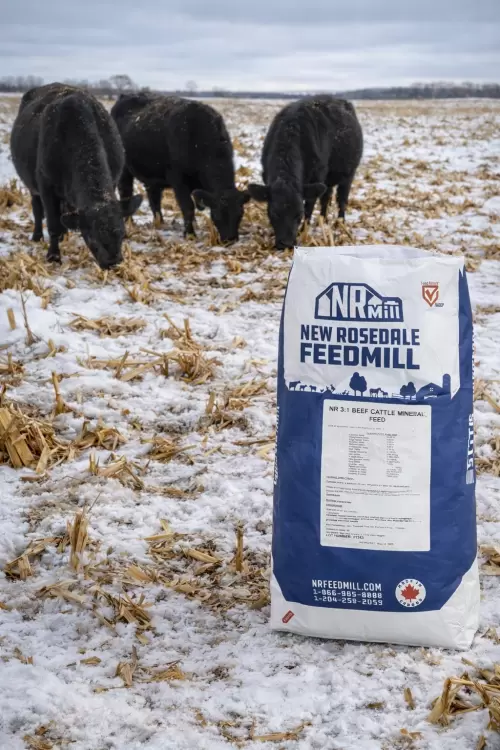 WCP 3:1 Beef Cattle Premix